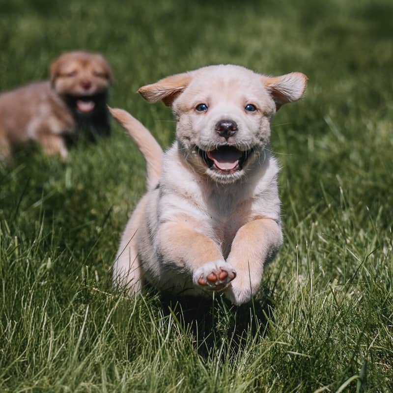 Peony GerberDaisy - Mixed Breed available for adoption at Zoe's Animal Rescue in Edmonton (1 of 5)