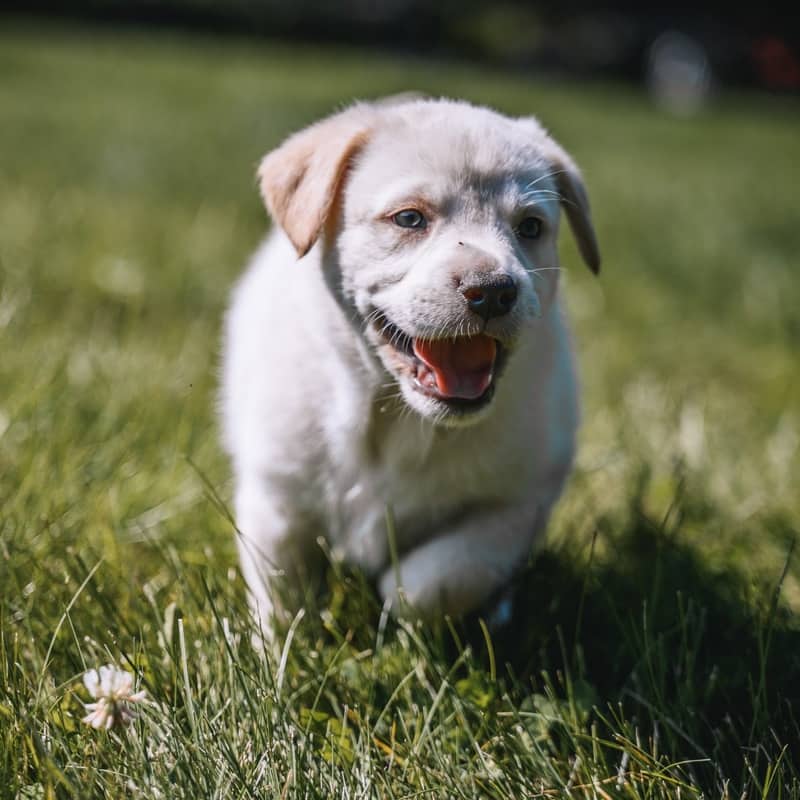 Rose GerberDaisy - Mixed Breed available for adoption at Zoe's Animal Rescue in Edmonton (1 of 5)
