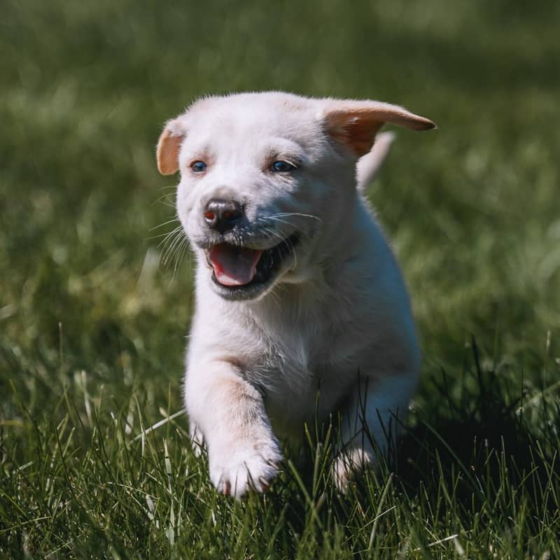 Sunflower GerberDaisy - Mixed Breed available for adoption at Zoe's Animal Rescue in Edmonton (1 of 5)