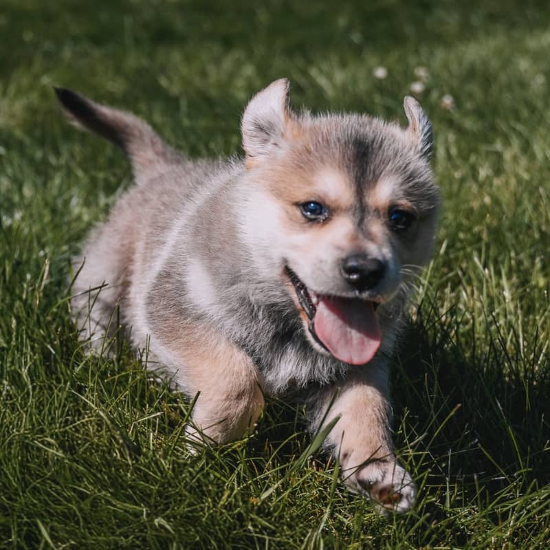 Tulip GerberDaisy - Mixed Breed available for adoption