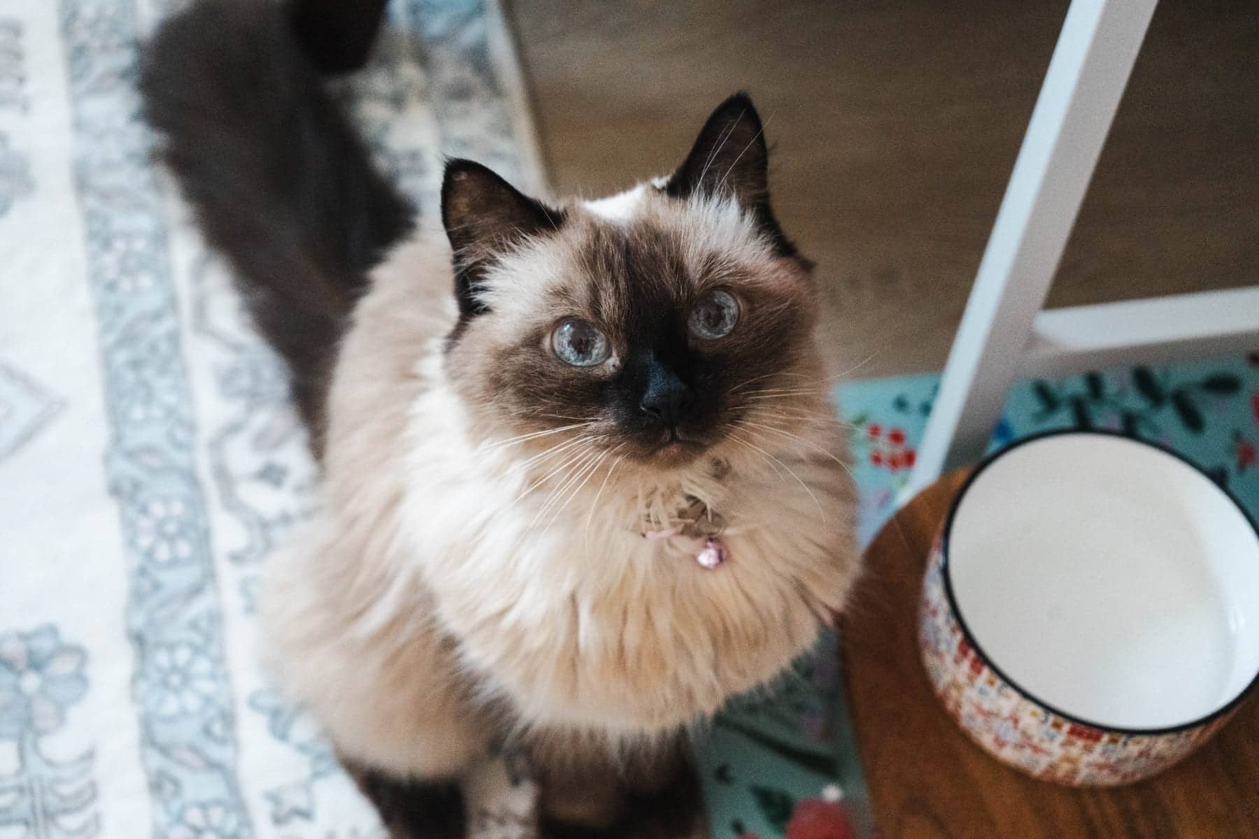 Willoh Wisp - Colorpoint Beauty (DLH) cat available for adoption at Zoe's Animal Rescue in Edmonton (1 of 5)