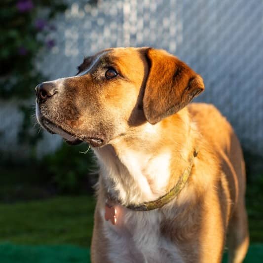 Cooky Bakery - Mixed Breed available for adoption at Zoe's Animal Rescue in Edmonton (1 of 5)