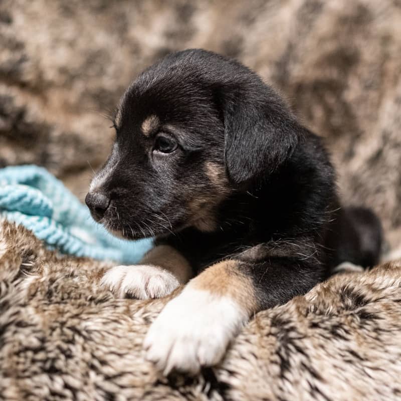 Nirupam Wynne Jones - Mixed Breed available for adoption at Zoe's Animal Rescue in Edmonton (1 of 4)