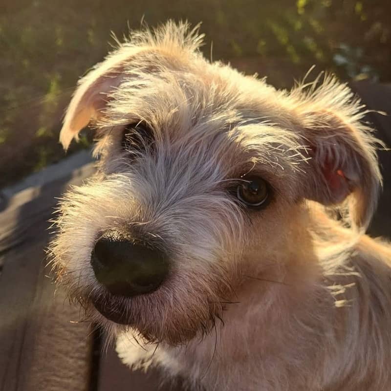 Benjamin Brownie - Mixed Breed available for adoption at Zoe's Animal Rescue in Edmonton (1 of 5)