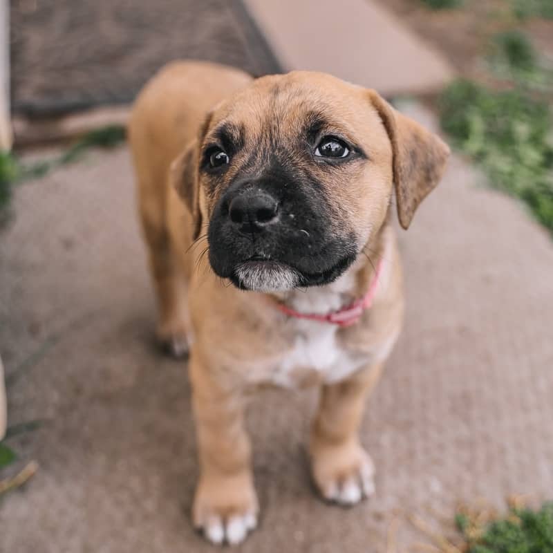Jellybean Pieces - Mixed Breed available for adoption