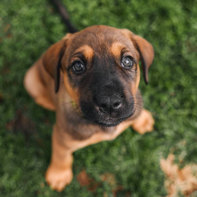Lollipop Pieces - Mixed Breed available for adoption at Zoe's Animal Rescue in Edmonton (1 of 5)