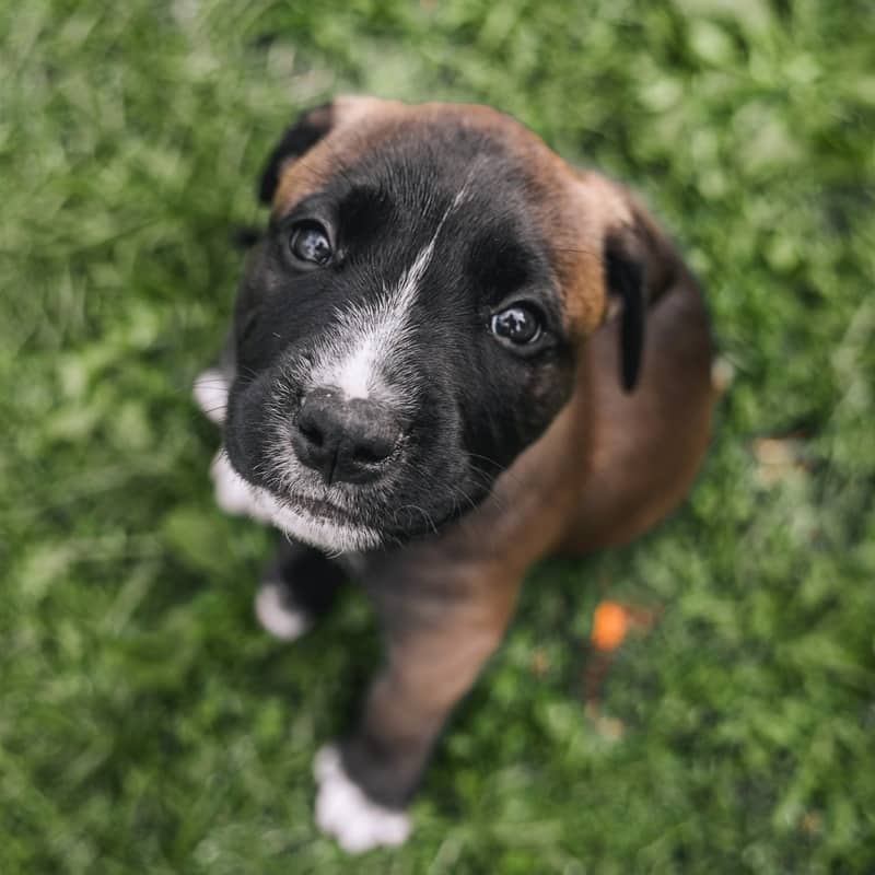 Nibs Pieces - Mixed Breed available for adoption at Zoe's Animal Rescue in Edmonton (1 of 5)