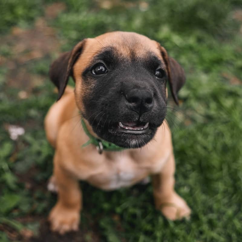 Taffy Pieces - Mixed Breed available for adoption at Zoe's Animal Rescue in Edmonton (1 of 5)