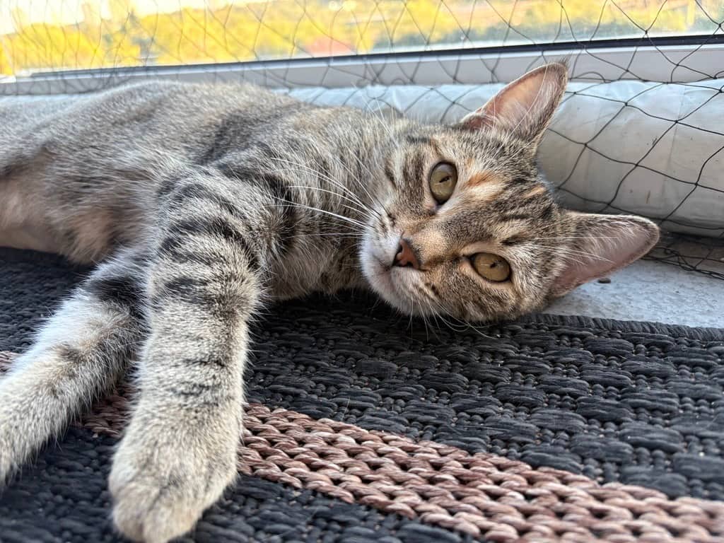 Tinker Char - Abandoned Beauty (DSH) cat available for adoption at Zoe's Animal Rescue in Edmonton (1 of 5)