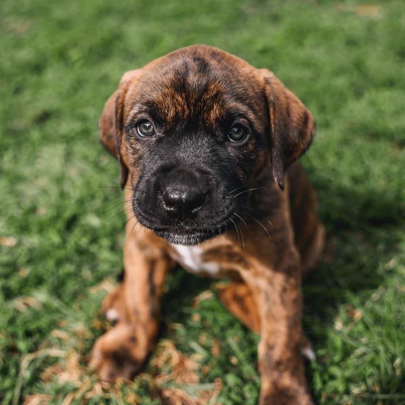 Twizzler Pieces - Mixed Breed available for adoption at Zoe's Animal Rescue in Edmonton (1 of 5)