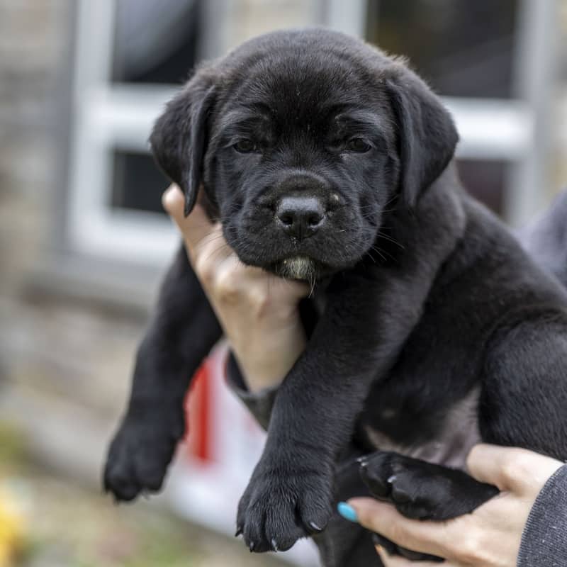 Baron Royal - Mixed Breed available for adoption at Zoe's Animal Rescue in Edmonton (1 of 3)