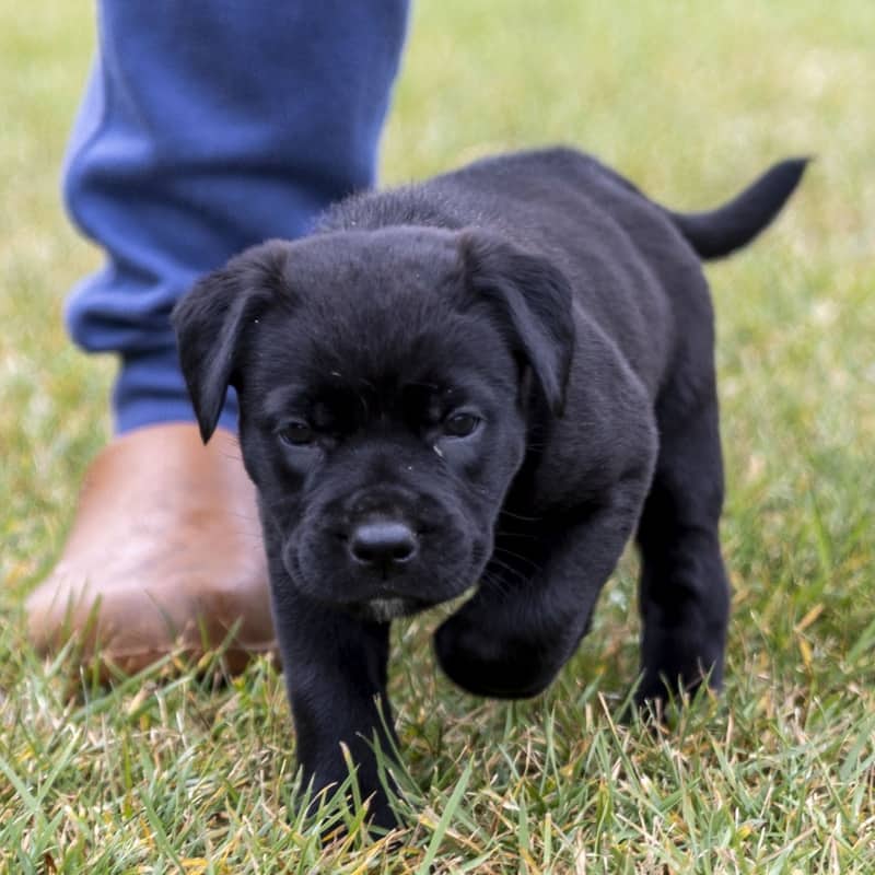 Countess Royal - Mixed Breed available for adoption at Zoe's Animal Rescue in Edmonton (1 of 3)