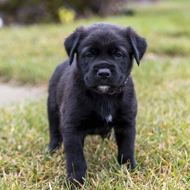 Duchess Royal - Mixed Breed available for adoption at Zoe's Animal Rescue in Edmonton (1 of 3)