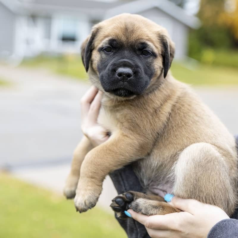 Empress Royal - Mixed Breed available for adoption