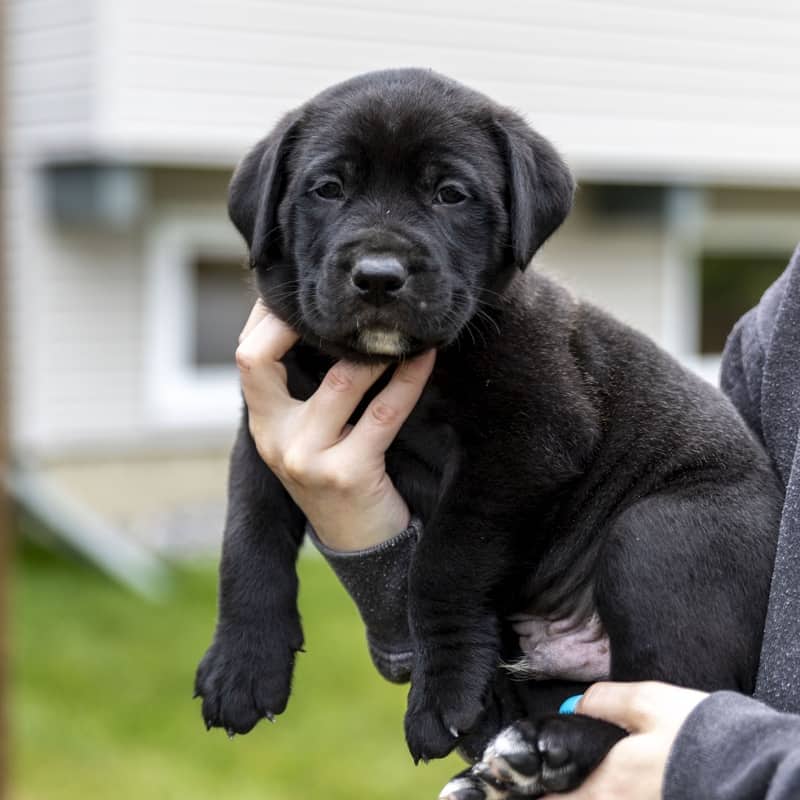Marquis Royal - Mixed Breed available for adoption at Zoe's Animal Rescue in Edmonton (1 of 3)