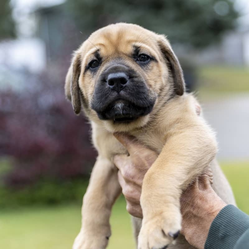 Queenie Royal - Mixed Breed available for adoption at Zoe's Animal Rescue in Edmonton (1 of 3)