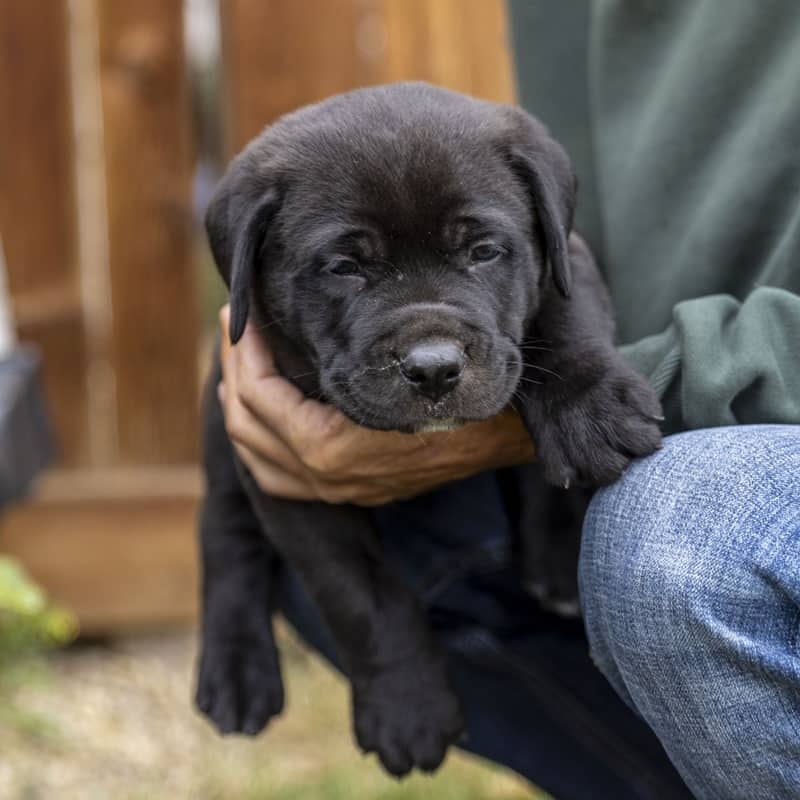 Regent Royal - Mixed Breed available for adoption