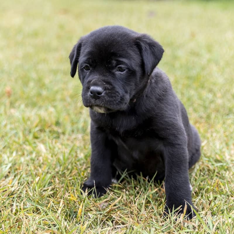Tiara Royal - Mixed Breed available for adoption at Zoe's Animal Rescue in Edmonton (1 of 3)
