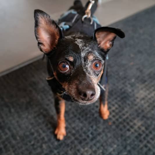 Toby Toblerone - Miniature Pinscher X available for adoption at Zoe's Animal Rescue in Edmonton (1 of 5)
