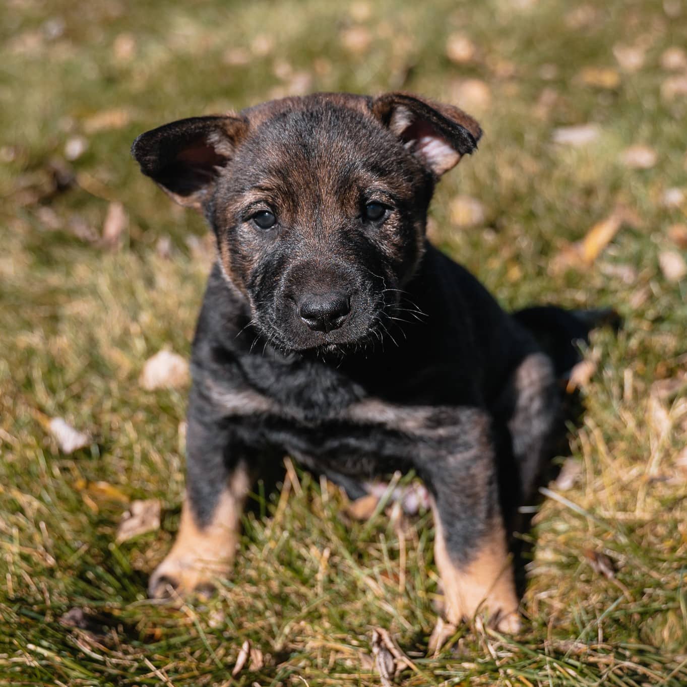 Chicharron Kahlo - Mixed Breed available for adoption at Zoe's Animal Rescue in Edmonton (1 of 5)