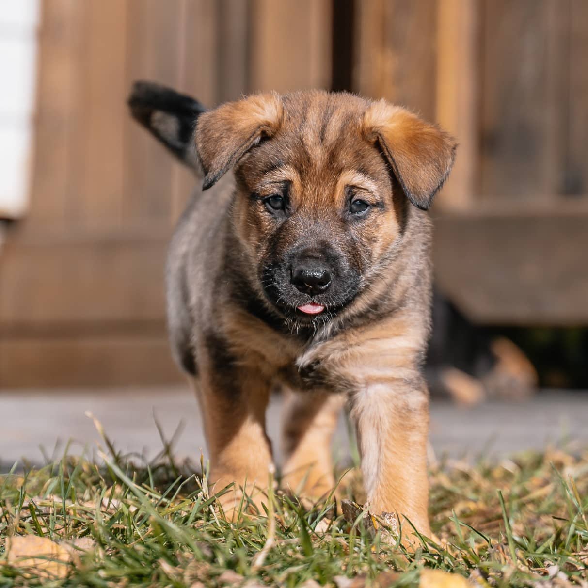 Dante Kahlo - Mixed Breed available for adoption at Zoe's Animal Rescue in Edmonton (1 of 5)