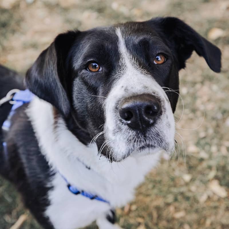 Diana Wynne Jones - Mixed Breed available for adoption at Zoe's Animal Rescue in Edmonton (1 of 5)