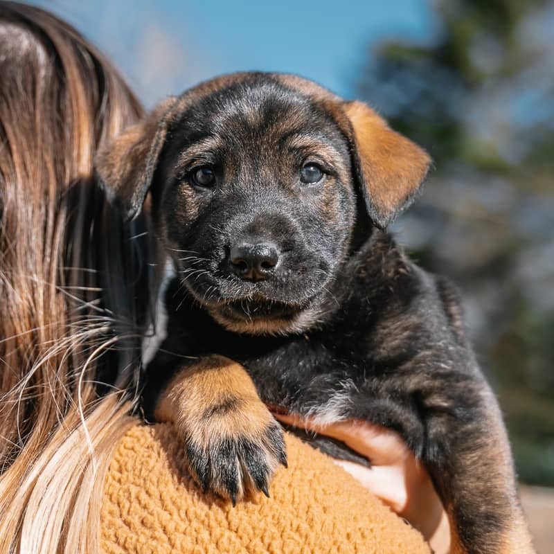 Enrique Kahlo - Mixed Breed available for adoption at Zoe's Animal Rescue in Edmonton (1 of 5)