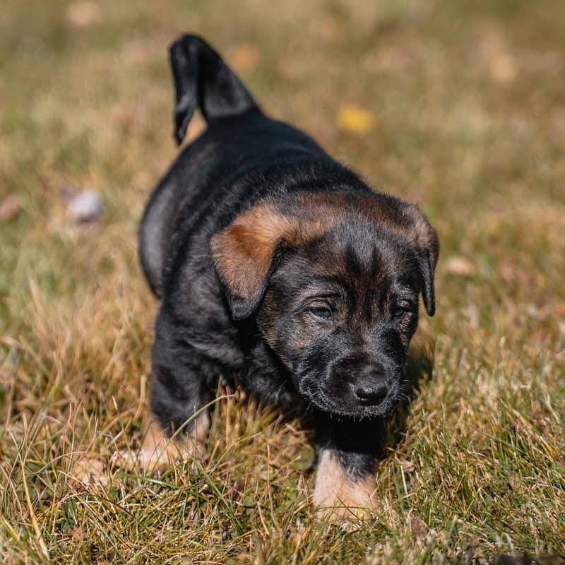 Ernesto Kahlo - Mixed Breed available for adoption at Zoe's Animal Rescue in Edmonton (1 of 5)