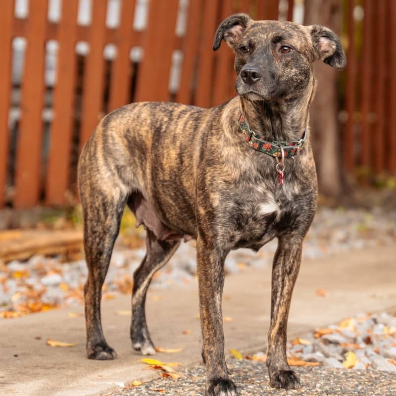 Gertrude GerberDaisy - Mixed Breed available for adoption at Zoe's Animal Rescue in Edmonton (1 of 5)