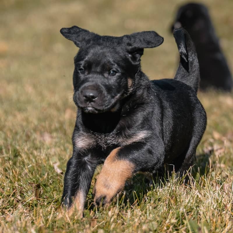 Hector Kahlo - Mixed Breed available for adoption at Zoe's Animal Rescue in Edmonton (1 of 5)