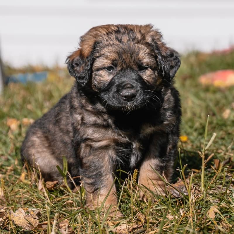 Imelda Kahlo - Mixed Breed available for adoption at Zoe's Animal Rescue in Edmonton (1 of 5)
