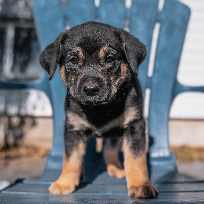 Luisa Kahlo - Mixed Breed available for adoption at Zoe's Animal Rescue in Edmonton (1 of 5)