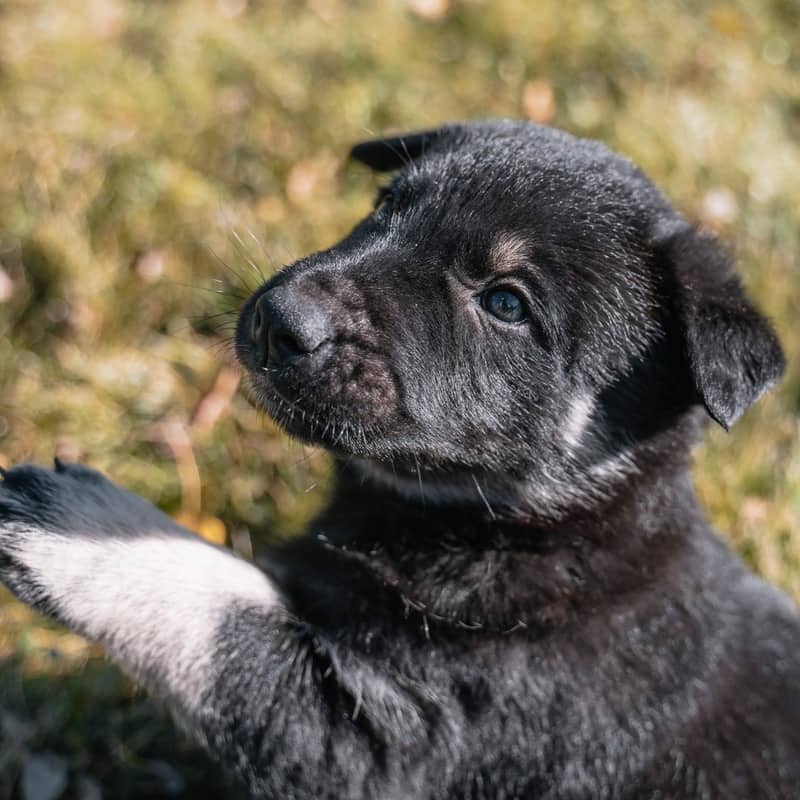 Miguel Kahlo - Mixed Breed available for adoption at Zoe's Animal Rescue in Edmonton (1 of 5)
