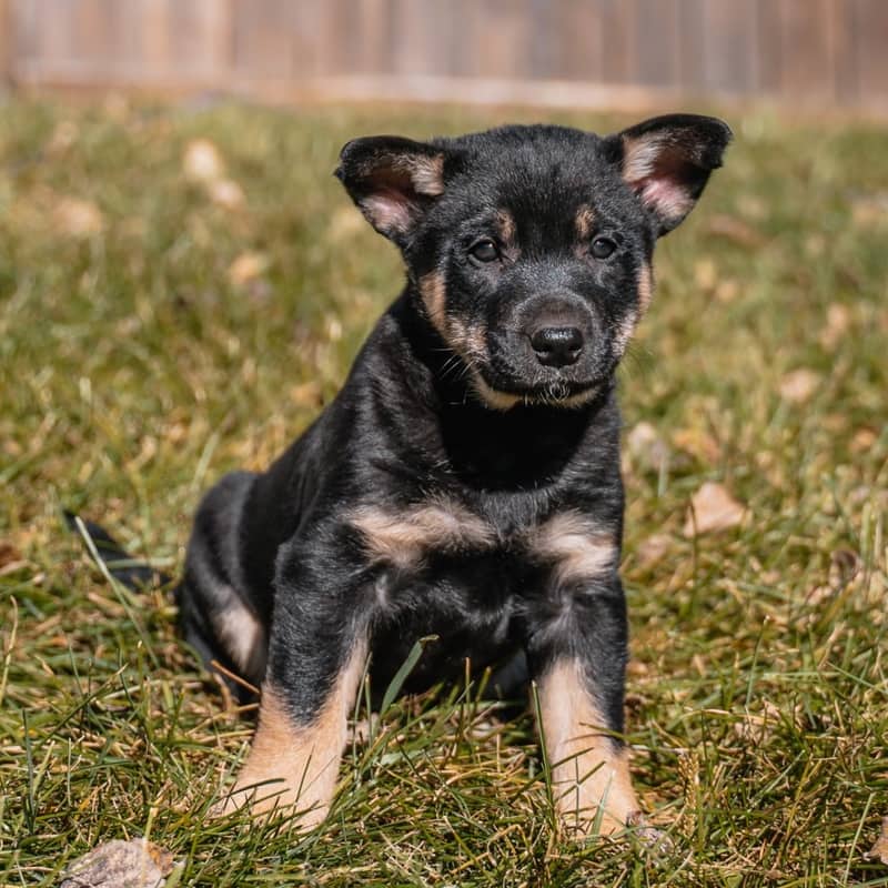 Pepita Kahlo - Mixed Breed available for adoption at Zoe's Animal Rescue in Edmonton (1 of 5)