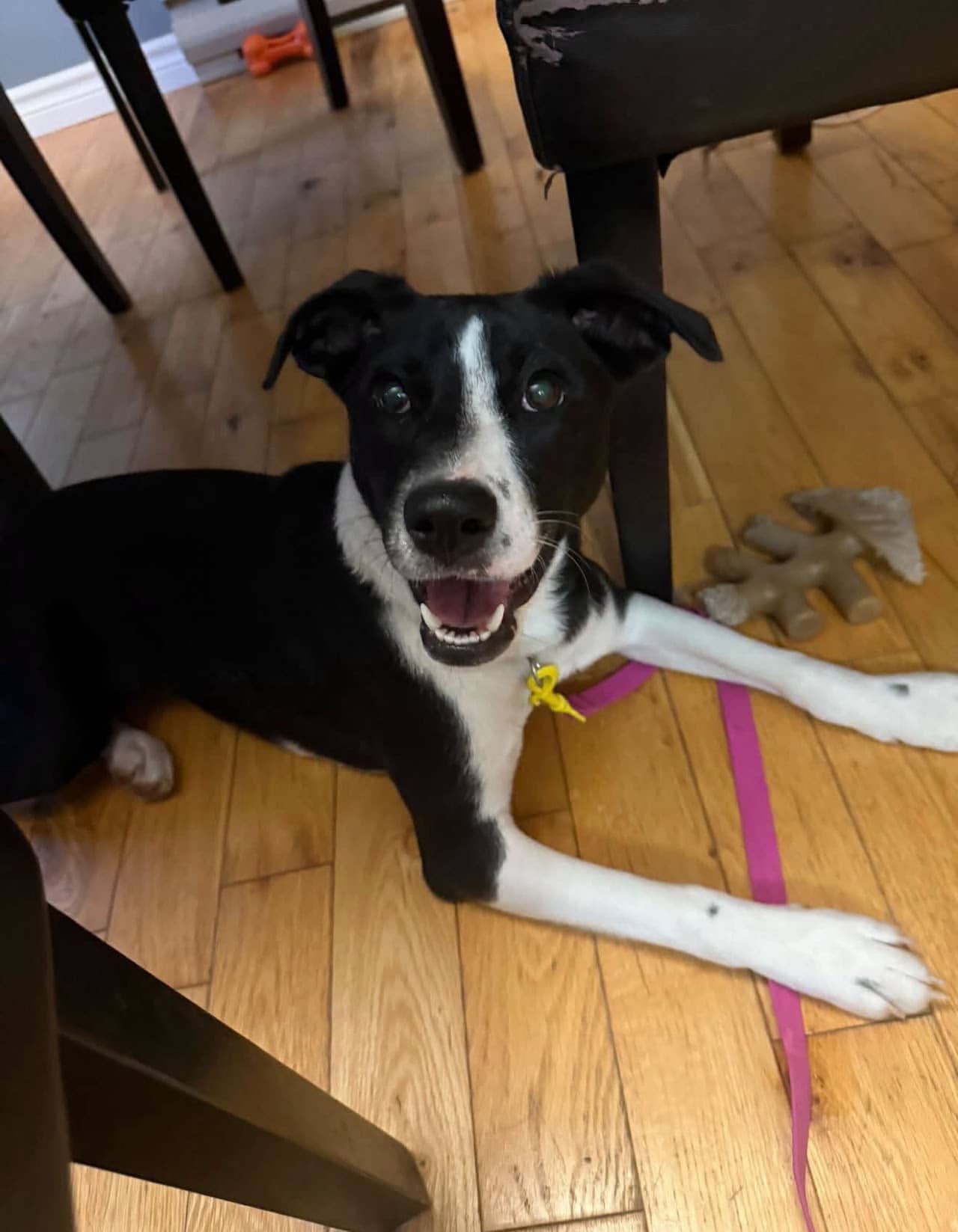 Ivy - Mixed breed available for adoption