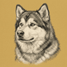 Alaskan Malamute
