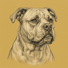 American Bulldog