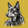 Australian Kelpie