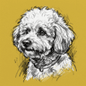 Bichon Frise