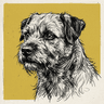 Border Terrier