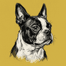 Boston Terrier
