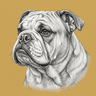 Bulldog