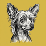 Chinese Crested