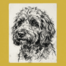 Cockapoo