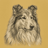 Collie
