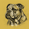 English Bulldog