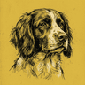 French Spaniel