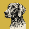 German Shorthaired Pointer