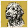 Goldendoodle