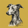 Italian Greyhound